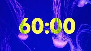 60 Minute Beautiful Jellyfish Timer with Soothing Music