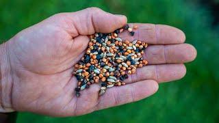 How to Choose the Right Cover Crop for What You Need