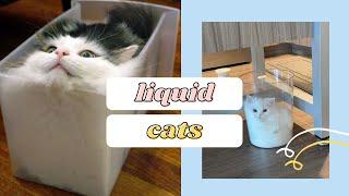 Cute Liquid Cats: Defy All Known Properties Of Solids