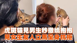 虎斑貓見男生秒撒嬌抱抱　見女生友人立馬全身抗拒｜寵物動物｜貓咪