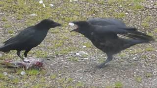 Crow feeding its chicks