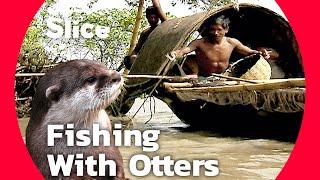 The Last Otter Fishermen of the Sundarbans Mangrove | SLICE