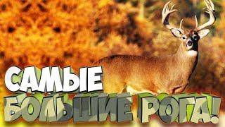 Охотимся за самым рогатым! - Cabela's Big Game Hunter: Pro Hunts #4