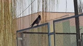 ВОРОНА ВИМАГАЄ ГОРІШКА. БОРЩАГІВКА. КИЇВ. УКРАЇНА 23-3-22-CROW DEMANDS A PEANUT. KYIV. UKRAINE