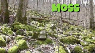 Is moss a plant?