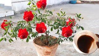 organic liquid fertilizer for rose plant | how to make banana peel liquid fertilizer for rose plant