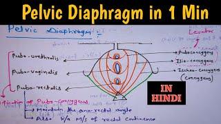 Pelvic Diaphragm Anatomy in just 1 Minute #Shorts