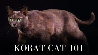 Korat Cat 101 - Everything You Need to Know