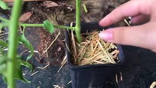 2 minute tip on propagation of the Rainbow Blend Tomato 