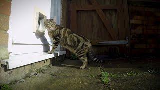 How to train your cat to use a cat flap