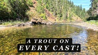 The Prettiest Stream in Idaho is Full of TROUT - All Flies Included!