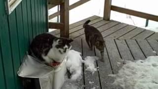 An eagle, a fox and my cat all getting along fine on my porch