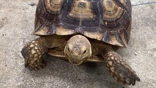 Sulcata Tortoise Hungry #sulcata #tortoise #africa