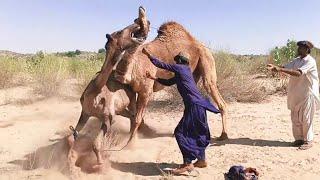 Camel meeting video || Camel Attack || Camel Meetup