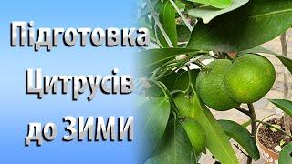 Підготовка Цитрусів до Зими. Зимова Теплиця для моїх Цитрусів #садівництво