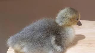 Pilgrim goslings - male and female