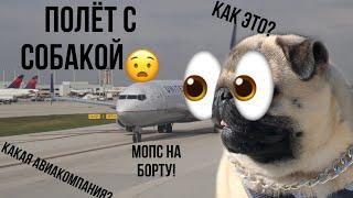 Vlog/первый полёт/мопс на самолёте/что нужно для полёта с собакой?!