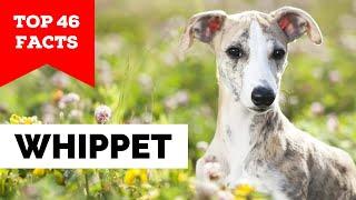 99% of Whippet Owners Don't Know This