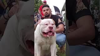 GIANT XL AMERICAN BULLY! 