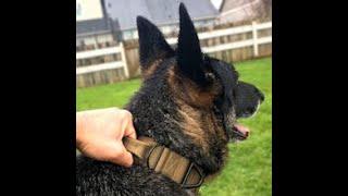 Tactical Dog Collar with Handle from Miles Tactical