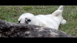 Adorable baby grey seal pup bobs up and down changing between teats