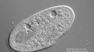 Paramecium vacuole