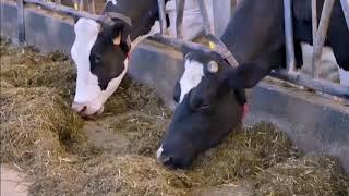 Elevage bovin laitière 1 مشروع تربية الأبقار الحلوب الجزء