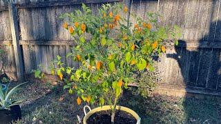 200+ Fatalii Peppers from One Plant! Big Pot = Big Plant!