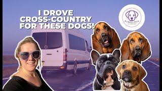 Two Bloodhounds travel cross-country for the AKC Specialty Show | PET TRANSPORTATION