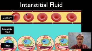 Interstitial Fluid