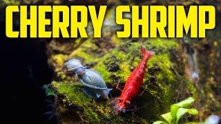 Cherry Shrimp Care Guide - Crazy Colorful Shrimp​​ for Beginners