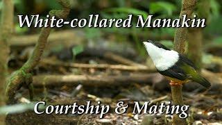 White-collared Manakin (Manacus candei) -  Courtship dance and mating