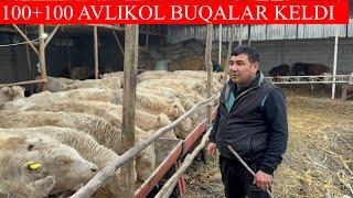 100+100 AVLIKOL BUQALAR KELDI