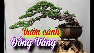 SH.9296. Anh này tuổi trẻ tài cao chơi vườn bonsai đẹp quá ở Lý Nhân Hà Nam.