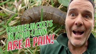 How To Treat Lawn Pests