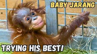 Orangutan Baby's Heartwarming Journey To Strength