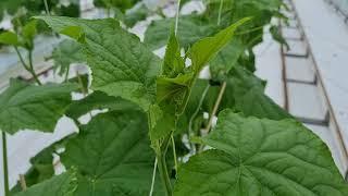 High Wire Cucumber plants 2 days after planting High Tech Greenhouse HPS