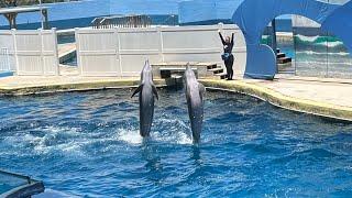 Discover Gulf World Marine Park: Spectacular Dolphin Show & More in PCB!