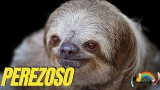 El Perezoso- Curiosidades del Perezoso- Sonidos y Mucho Mas