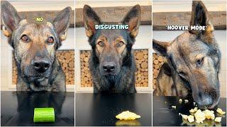 3 German Shepherds Review Different Foods