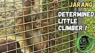 Baby Orangutan Rufus Watches His Determined Baby Brother Jarang Climb