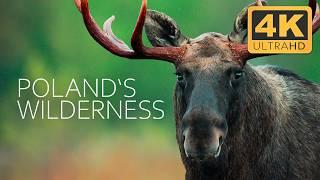 Poland's Last Wilderness: Where Europe's Wild Heart Beats | 4K UHD Documentary