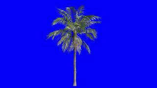 "Tree(Palm) in the wind_008" Blue Screen/No Loop/Royalty Free/HD Stock Footage