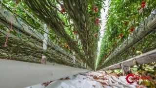 Improve the yield of greenhouses with cogeneration - English Subtitles