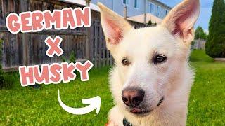 German Shepherd Husky Mix (GERBERIAN SHEPSKY): Owner's Guide