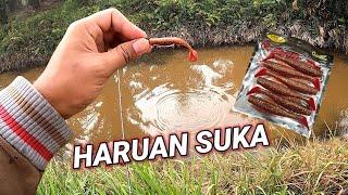 Casting Haruan Shorts | Opass Soft Plastic Killer!!