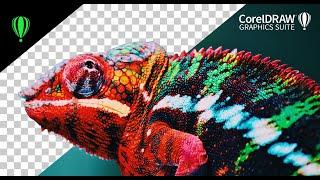 CorelDRAW tutorial- How to remove background in CorelDRAW/PhotoPaint 2023 using Smart Selection Mask