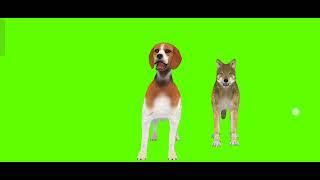 dog green screen video!! green screen cartoon videos no copyright #chromakey #greenscreen