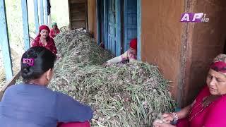 गुल्मीका केही युवाले भने गाउँको पाखो बारी र फाँटमा कृषि कर्म गरेर मनग्ये आम्दानी गरिरहेका | AP1 HD