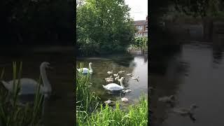 #shorts Лебеди с лебедятами/ Swan family with 11 cygnets